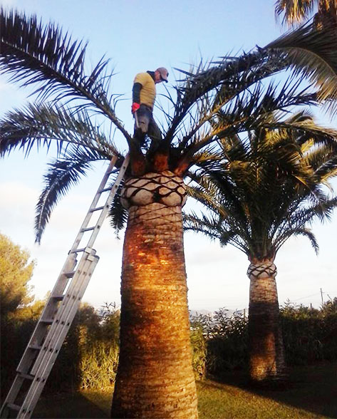 palm tree weevil